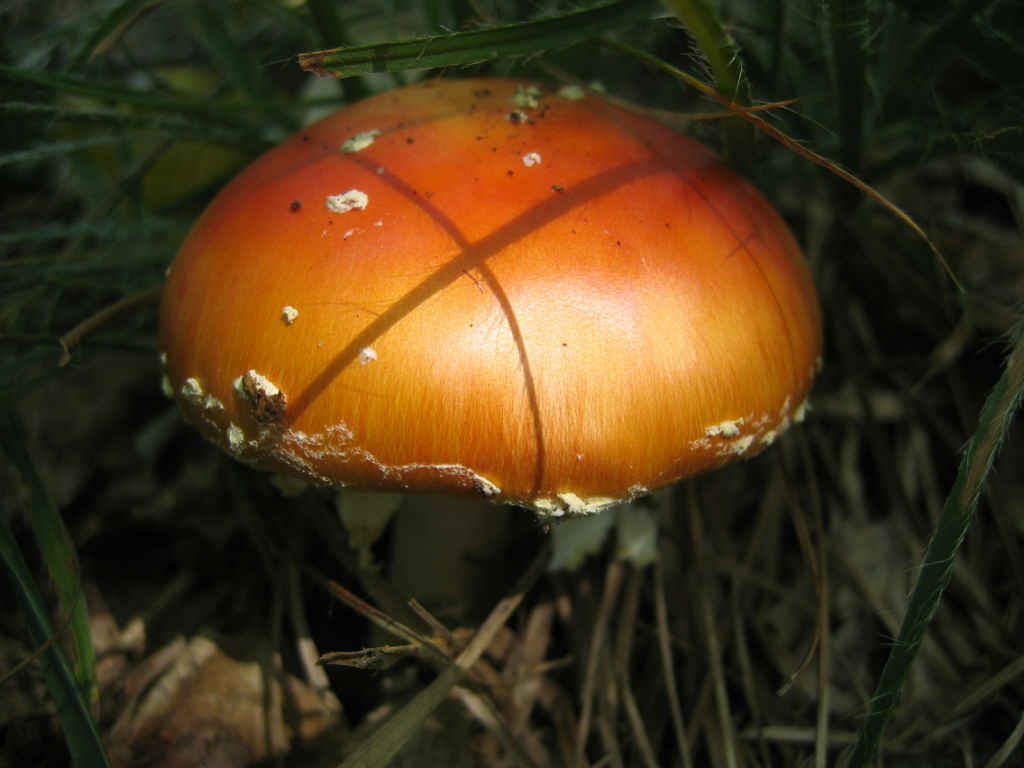Amanita interessante